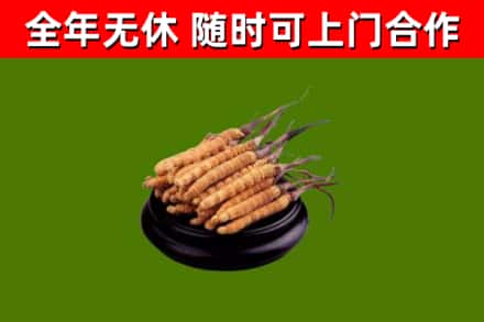 湖南省回收散虫草