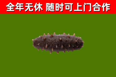 湖南省回收海参干